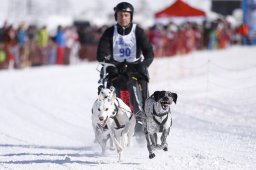 Lenk 2013